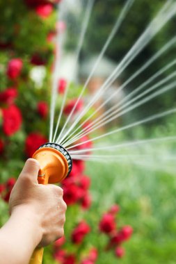 Bir adam, doğa arka planındaki bir parkta hortumla çiçek suluyor.