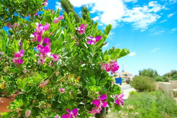 Beautiful Flowers Sea Shore Nature Park Background — Stock Photo, Image