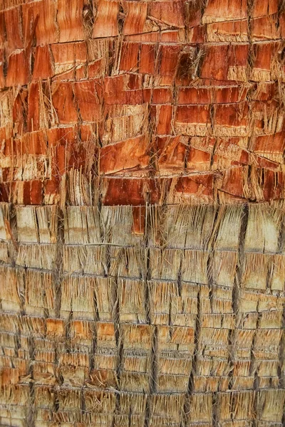 Красивый Ствол Дерева Крупным Планом Фоне Природы — стоковое фото