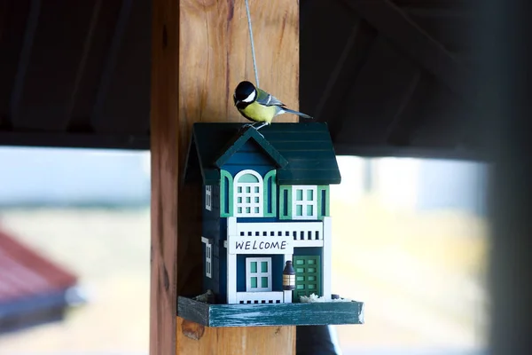 Titmouse Sur Maison Alimentation Concept Soins — Photo