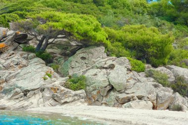 Deniz kenarındaki güzel ağaç doğa arka planında