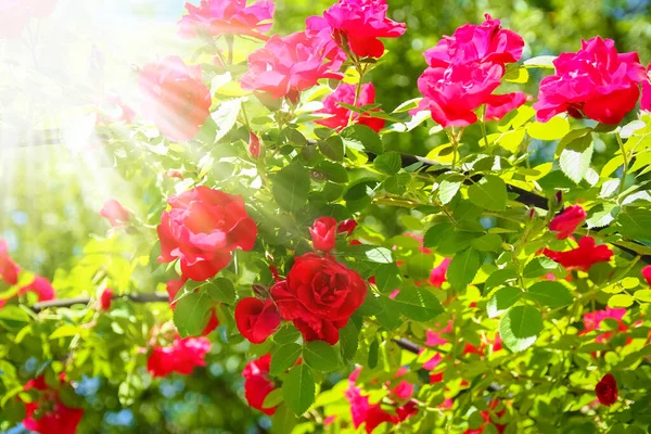 Розы Парке Природе Против Голубого Неба — стоковое фото