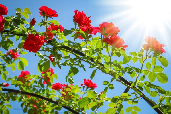 Розы Парке Природе Против Голубого Неба — стоковое фото