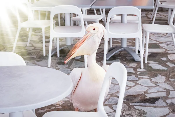 Красивый Пеликан Ресторане Кафе Природе Моря — стоковое фото