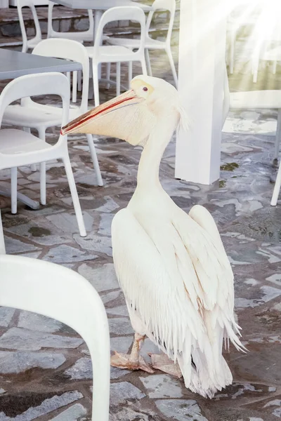 Schöner Pelikan Einem Restaurantcafé Der Natur Meer — Stockfoto