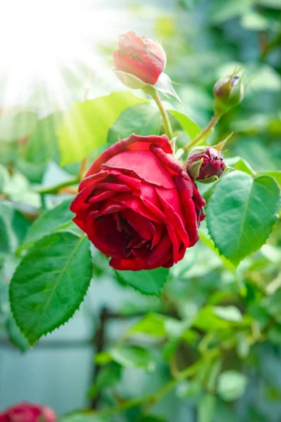 Beautiful Rose Flowers Nature Park Holiday Background — Foto de Stock