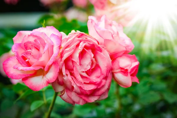 Όμορφα Λουλούδια Τριαντάφυλλο Στη Φύση Στο Φόντο Διακοπών Πάρκο — Φωτογραφία Αρχείου