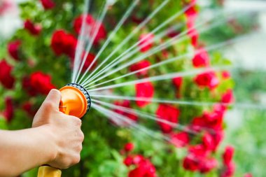 Bir adam, doğa arka planındaki bir parkta hortumla çiçek suluyor.