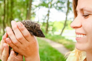 Küçük dikenli kirpi, yeşil çimenlerin elinde.