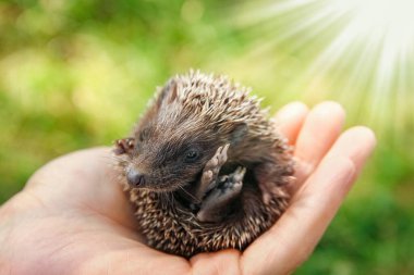 Küçük dikenli kirpi, yeşil çimenlerin elinde.