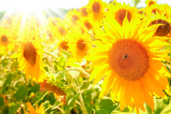 a field of blooming sunflowers against a colorful sky