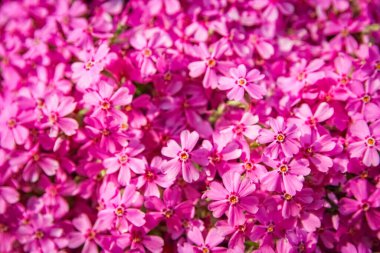 arka plan güzel canlı çiçekler