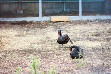 Hafta sonu için parkta siyah kuğular.