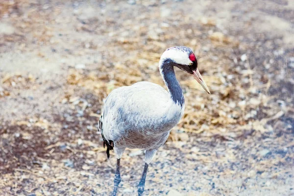 Crane Bird Nature Park Photo Weekend — Stock Photo, Image