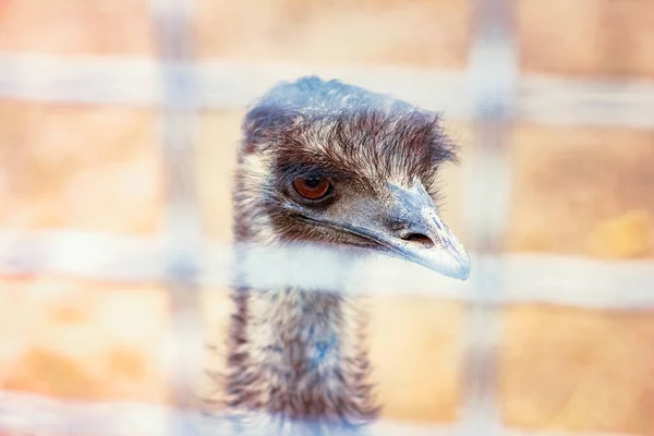 Ostrich Nature Park Background — Stock Photo, Image