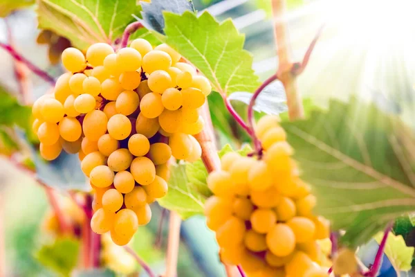 Gyümölcsszőlő Természetgazdaságban Hétvégi Gyümölcslé — Stock Fotó