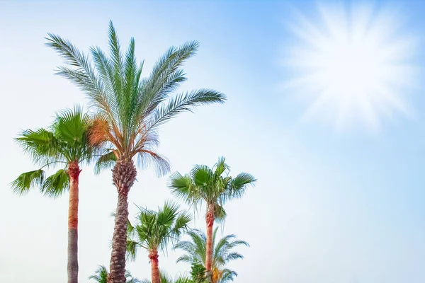 Palmboom Natuur Bij Het Zwembad Achtergrond — Stockfoto