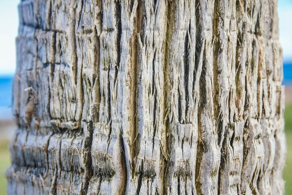 Красивий Стовбур Дерева Крупним Планом Фоні Природи — стокове фото