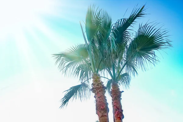 Mooie Palmen Aan Kust Bij Het Zwembad Natuur Achtergrond — Stockfoto