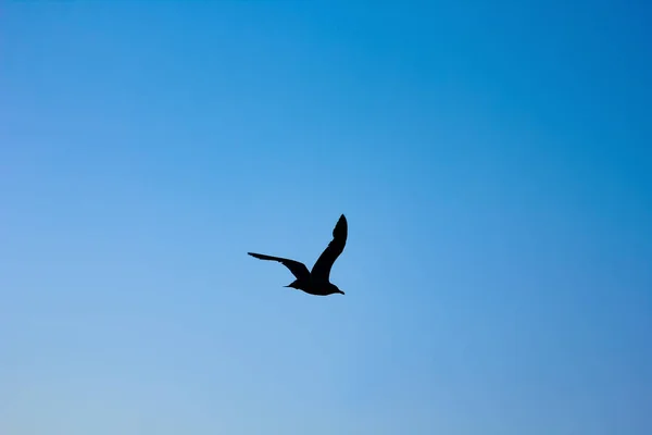 Seagull Sky Sea Air Nature — Stock Photo, Image