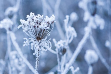 Beautiful winter background on nature in travel park