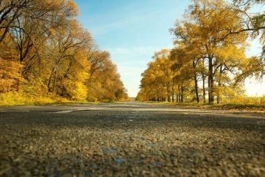 Doğa parkının arka planında güzel sonbahar yolu