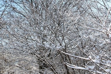 bir kış dalları kışın arka planda