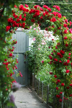 Gargen Roses parkta doğada bir yolculuk arka planında