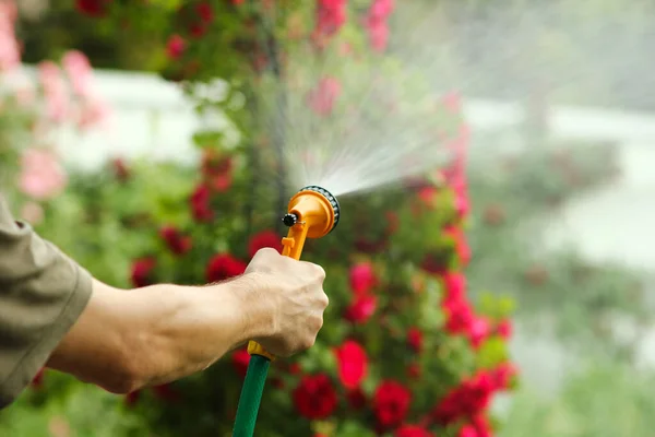 A man is watering flowers from a hose sprinkler in a park on nature background