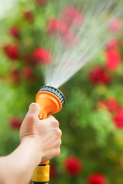 A man is watering flowers from a hose sprinkler in a park on nature background