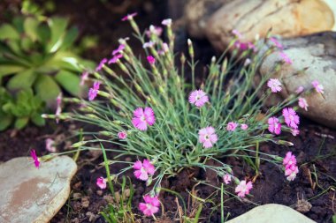 Parktaki güzel çiçekler doğa arka planında