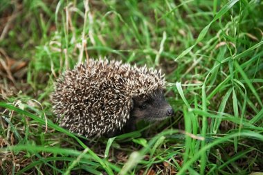 Yeşil çimenlerin üzerinde küçük dikenli kirpi