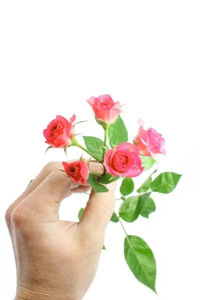 Beautiful Flowers Hands White Background — Stock Photo, Image