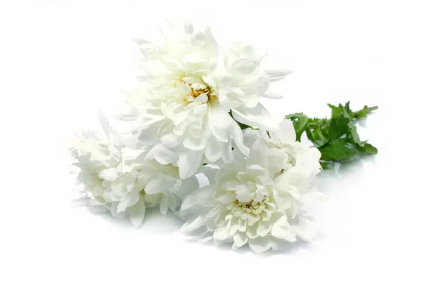 Belles Fleurs Chrysanthème Blanc Sur Fond Blanc — Photo