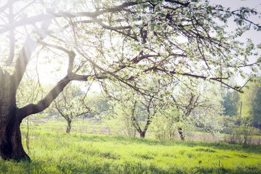 Çayırda park doğa yolu