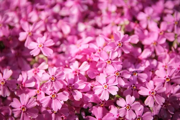 Background Beautiful Live Flowers — Stock Photo, Image