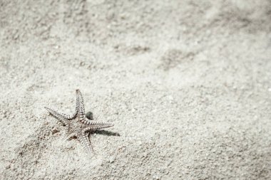 Deniz kenarındaki güzel deniz kabukları doğa arka planında