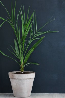 Çiçek saksısı evin içinde yeşil ev konforu