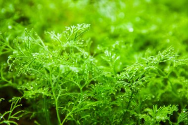 rezene yatağa büyür