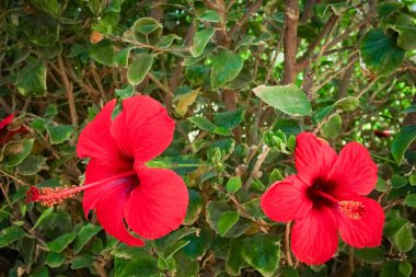 Deniz arka planda güzel çiçekler