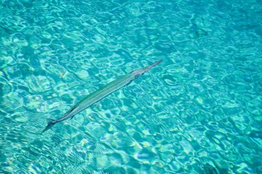 Deniz arka planda güzel resif balık