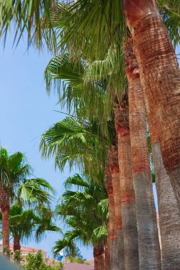 Deniz havuzu arka planında bir palmiye ağacı var.