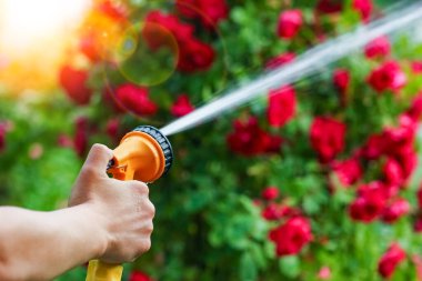 Bir adam, doğa arka planındaki bir parkta hortumla çiçek suluyor.