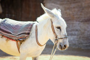 Doğada deniz kenarında güzel bir eşek.