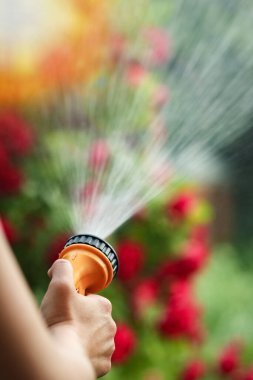 Bir adam, doğa arka planındaki bir parkta hortumla çiçek suluyor.