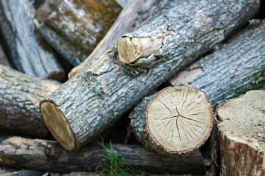 Ağaç kütüğü doğa arka plan ormanı