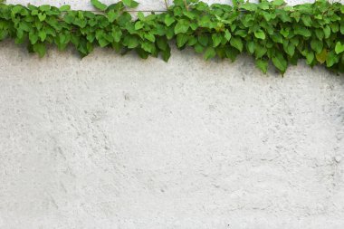 arkaplan çerçeve yaprakları beton çit üzerinde