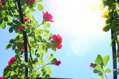 Parktaki güller mavi gökyüzüne karşı