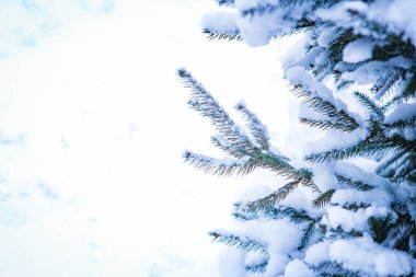 Noel ağaçları kışın parkın arka planında doğa üzerine