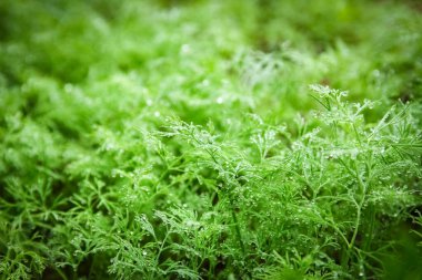 rezene yatağa büyür